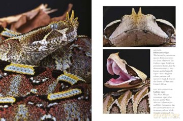 Snakes (Mini Animals) (Mini Encyclopedias) - Julianna Photopoulos [KSIĄŻKA]