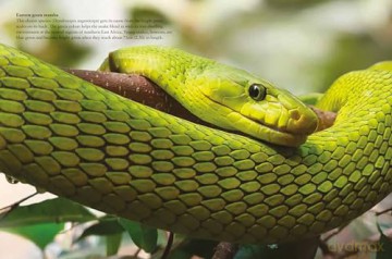 Snakes (Mini Animals) (Mini Encyclopedias) - Julianna Photopoulos [KSIĄŻKA]
