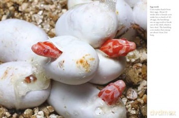 Snakes (Mini Animals) (Mini Encyclopedias) - Julianna Photopoulos [KSIĄŻKA]