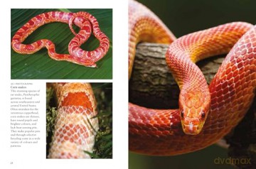 Snakes (Mini Animals) (Mini Encyclopedias) - Julianna Photopoulos [KSIĄŻKA]