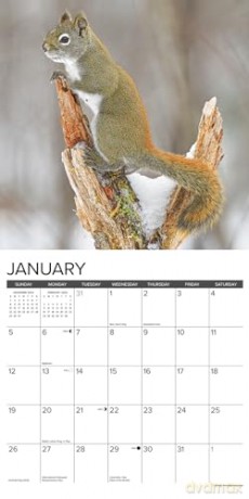 Squirrels 2025 Wall [KSIĄŻKA]