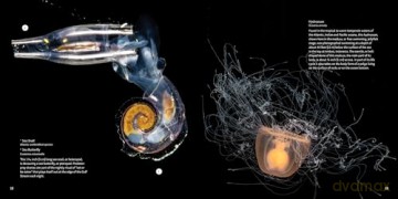 Strange Sea Creatures - Erich Hoyt [KSIĄŻKA]