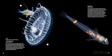 Strange Sea Creatures - Erich Hoyt [KSIĄŻKA]