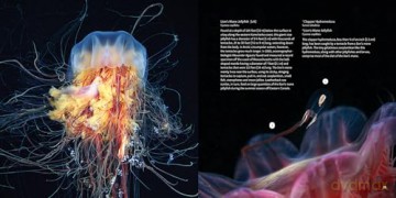 Strange Sea Creatures - Erich Hoyt [KSIĄŻKA]