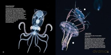 Strange Sea Creatures - Erich Hoyt [KSIĄŻKA]