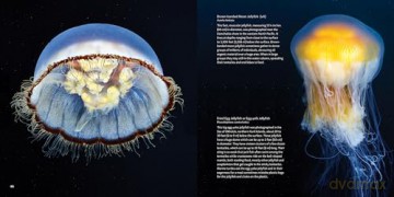 Strange Sea Creatures - Erich Hoyt [KSIĄŻKA]