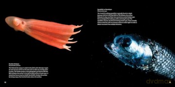 Strange Sea Creatures - Erich Hoyt [KSIĄŻKA]