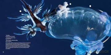 Strange Sea Creatures - Erich Hoyt [KSIĄŻKA]