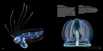 Strange Sea Creatures - Erich Hoyt [KSIĄŻKA]