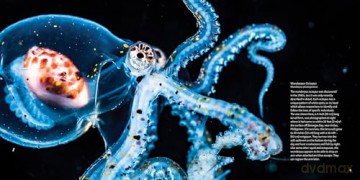 Strange Sea Creatures - Erich Hoyt [KSIĄŻKA]
