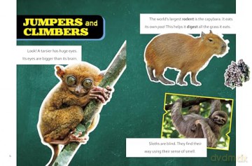 Super Surprising Trivia About Rainforest Animals (Super Surprising Trivia You Can't Resist) - Megan Cooley Peterson [KSIĄŻKA]