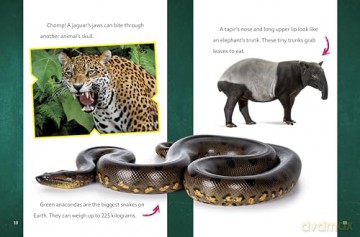 Super Surprising Trivia About Rainforest Animals (Super Surprising Trivia You Can't Resist) - Megan Cooley Peterson [KSIĄŻKA]
