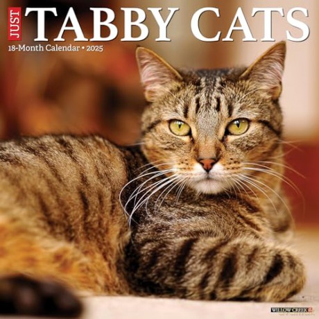 Tabby Cats 2025 Wall [KSIĄŻKA]