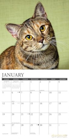 Tabby Cats 2025 Wall [KSIĄŻKA]
