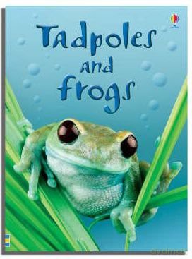 Tadpoles And Frogs - Usborne [KSIĄŻKA]