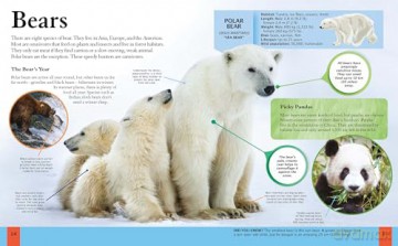 The Animal Book: Take a Walk on the Wild Side! (Children's Discovery Library) - Dr Michael Leach [KSIĄŻKA]