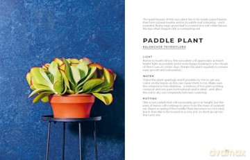 The Big Book of House Plants - Emma Sibley [KSIĄŻKA]