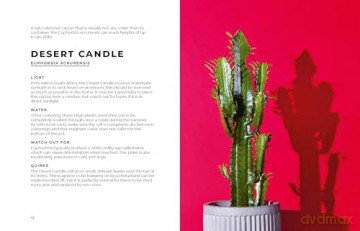 The Big Book of House Plants - Emma Sibley [KSIĄŻKA]