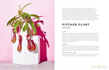 The Big Book of House Plants - Emma Sibley [KSIĄŻKA]