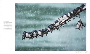 The Bird Book: The Stories, Science, and History of Birds [KSIĄŻKA]