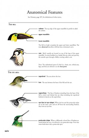 The Birds of Panama: A Field Guide (Zona Tropical Publications) - George Angehr [KSIĄŻKA]