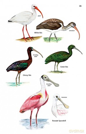 The Birds of Panama: A Field Guide (Zona Tropical Publications) - George Angehr [KSIĄŻKA]
