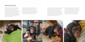 The Book of Being Chimp - Adrian Cale [KSIĄŻKA]