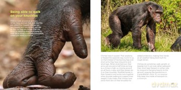The Book of Being Chimp - Adrian Cale [KSIĄŻKA]