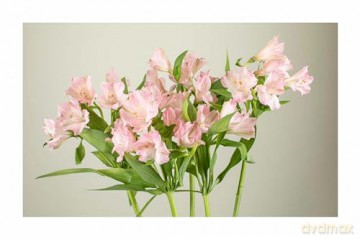 The Encyclopedia of Cut Flowers: What Flowers to Buy, When to Buy Them, and How to Keep Them Alive Longer - Bruce Littlefield [KSIĄŻKA]