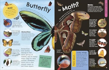 The Fact-Packed Activity Book: Insects: And Other Tiny Creatures [KSIĄŻKA]