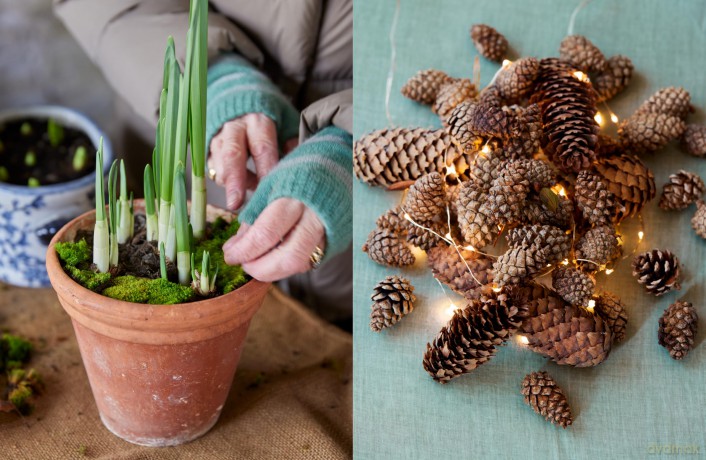 The Get-Ahead Christmas Cook: The indispensable companion for effortless festive entertaining - Jane Lovett [KSIĄŻKA]