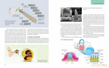 The Human Body: An Illustrated Guide to Its Form, Functions and Capabilities - Robert Snedden [KSIĄŻKA]