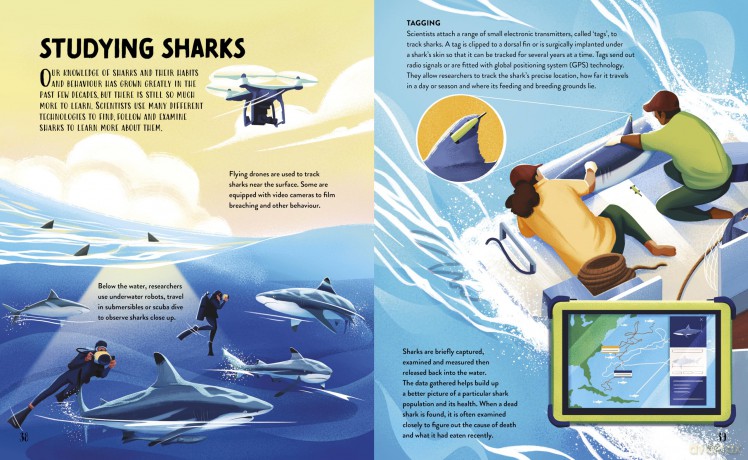 The Hungry History of Sharks - Clive Gifford [KSIĄŻKA]