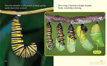 The Incredible Lives of Monarch Butterflies: Band 06/Orange (Collins Big Cat Phonics for Letters and Sounds) - Hawys Morgan [KSIĄŻKA]