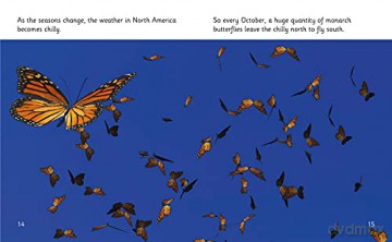 The Incredible Lives of Monarch Butterflies: Band 06/Orange (Collins Big Cat Phonics for Letters and Sounds) - Hawys Morgan [KSIĄŻKA]