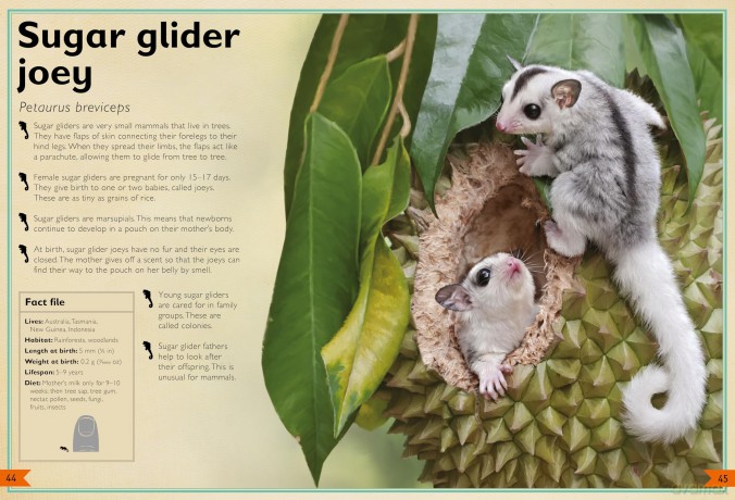 The Magnificent Book of Baby Animals - Barbara Taylor [KSIĄŻKA]