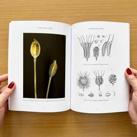 The Metamorphosis of Plants - Johann Wolfgang von Goethe [KSIĄŻKA]