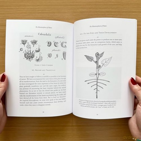 The Metamorphosis of Plants - Johann Wolfgang von Goethe [KSIĄŻKA]