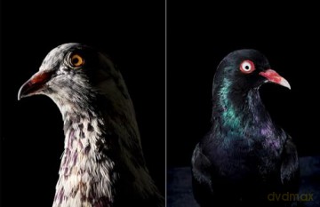 The New York Pigeon - Andrew Garn [KSIĄŻKA]