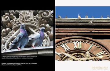 The New York Pigeon - Andrew Garn [KSIĄŻKA]