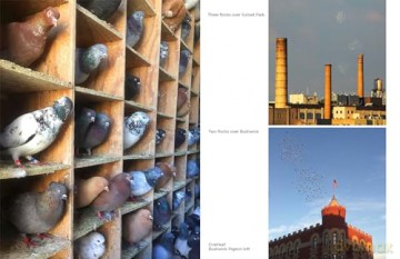The New York Pigeon - Andrew Garn [KSIĄŻKA]