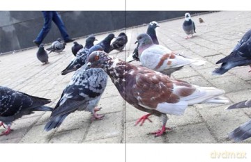 The New York Pigeon - Andrew Garn [KSIĄŻKA]