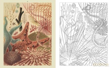The Ocean World Colouring Book: Reveal the Beauty of the Seas (Arcturus Classic Nature Colouring) - Diego Vaisberg [KSIĄŻKA]