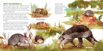 The Oddball Book of Armadillos - Elizabeth Shreeve [KSIĄŻKA]