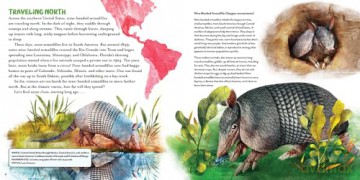 The Oddball Book of Armadillos - Elizabeth Shreeve [KSIĄŻKA]