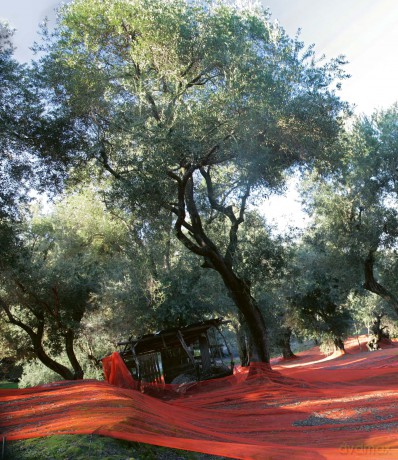 The Olive Tree: Around the World - Charles Quest-Ritson [KSIĄŻKA]