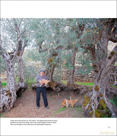 The Olive Tree: Around the World - Charles Quest-Ritson [KSIĄŻKA]