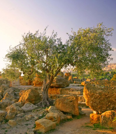 The Olive Tree: Around the World - Charles Quest-Ritson [KSIĄŻKA]