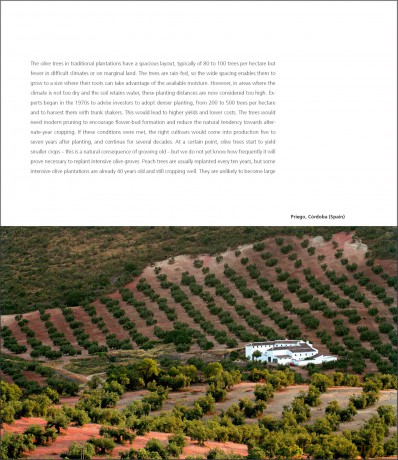 The Olive Tree: Around the World - Charles Quest-Ritson [KSIĄŻKA]