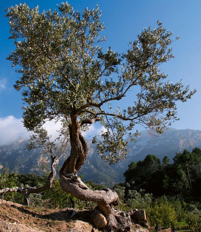 The Olive Tree: Around the World - Charles Quest-Ritson [KSIĄŻKA]